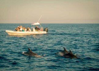 dove-vedere-balene-delfini-mediterraneo