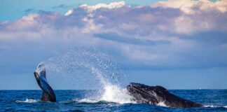 balena-massachusetts-whale-watching