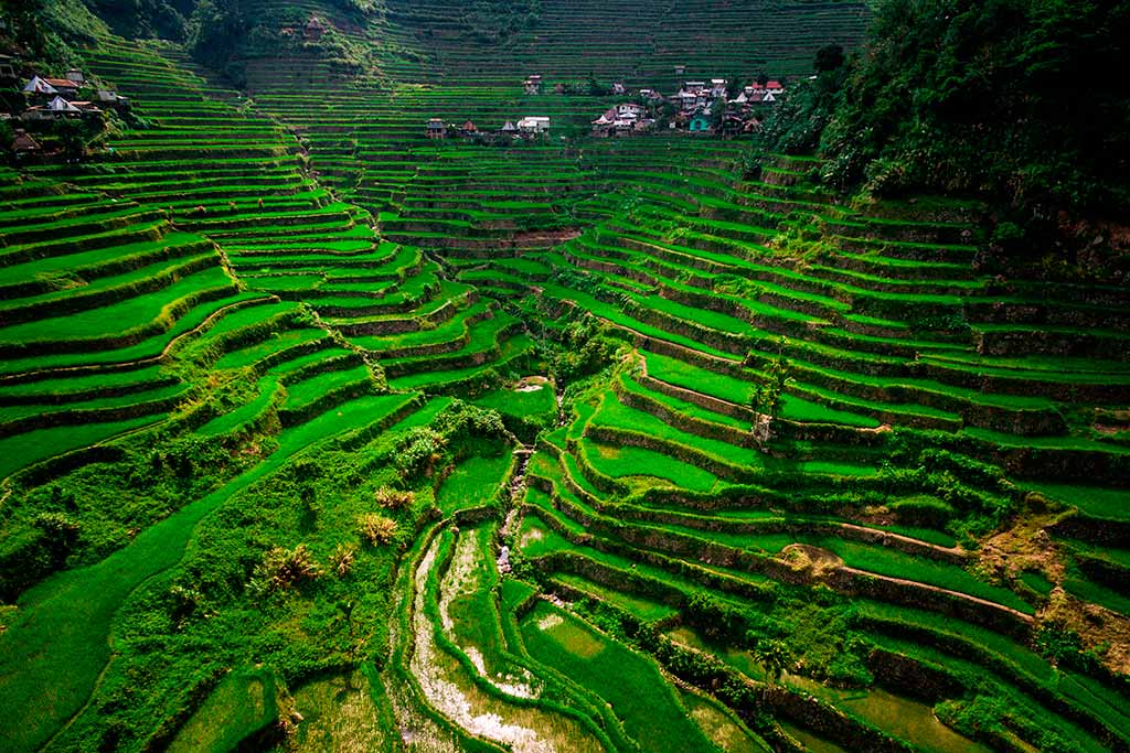 filippine-banaue-cordillera-risaie