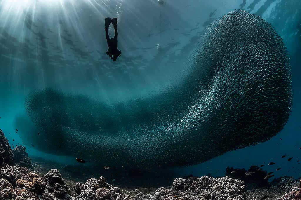 filippine-cebu-nuotare-con-le-sardine