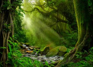 foresta-tropicale-natura-primordiale