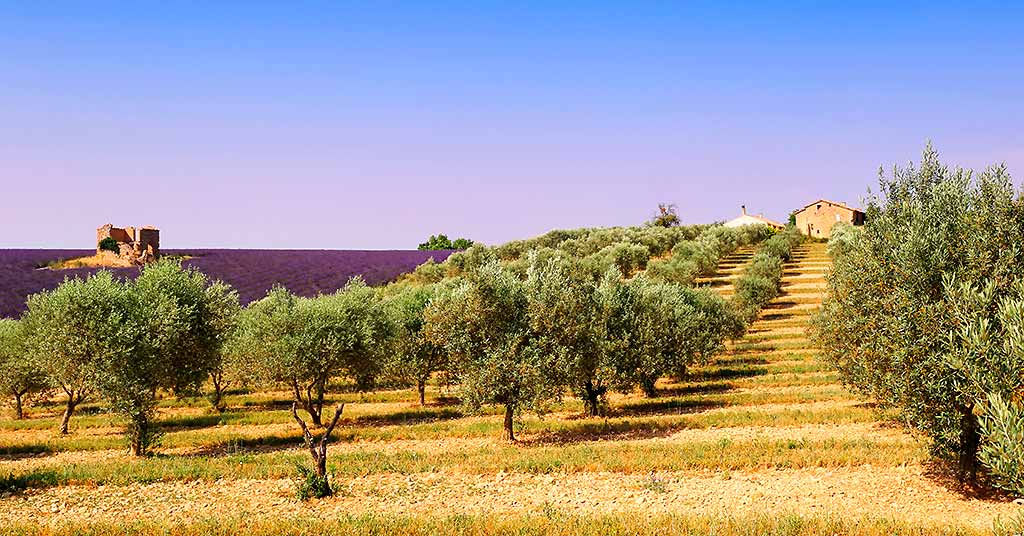 francia-luberon-lavanda-ulivi
