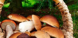 Weekend di sagre all’insegna di funghi porcini, polenta e cous cous funghi_porcini_cesto
