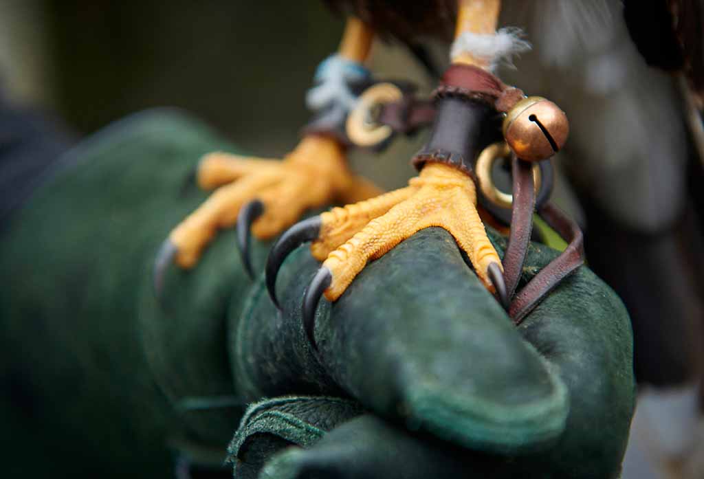 gemania-unesco-arte-falconeria