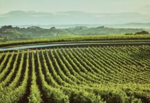 Montepulciano: “A Tavola con il Nobile” compie vent’anni