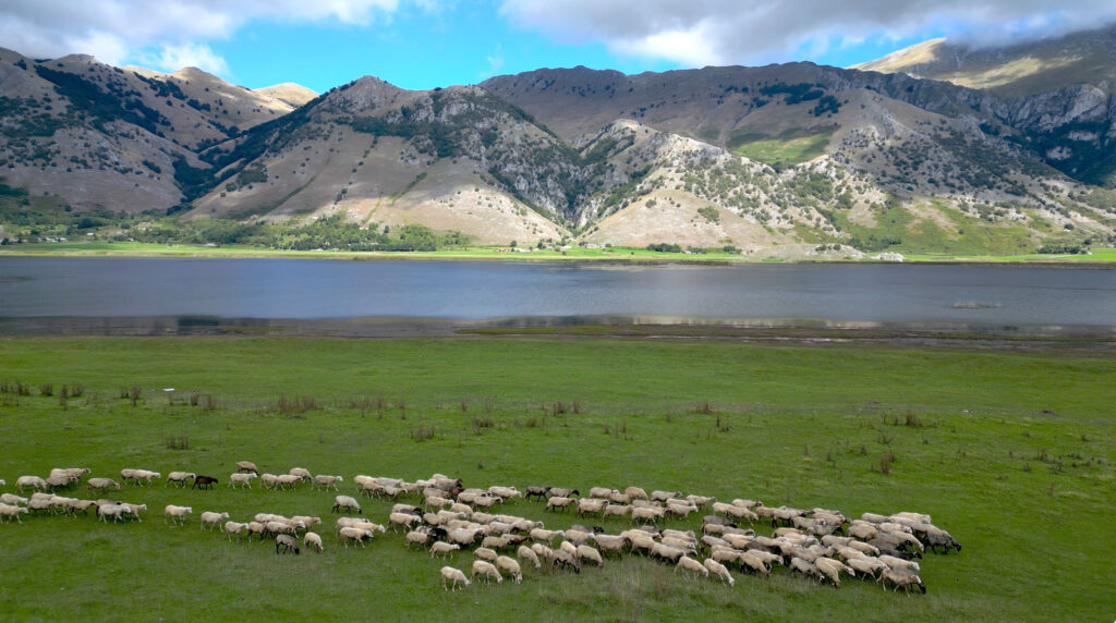 gregge-pecore-pascolo-lago-matese-campania