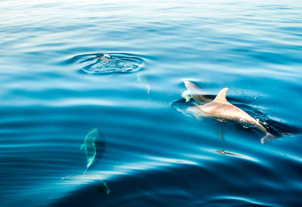 isola-elba-delfini-santuario.pelagos