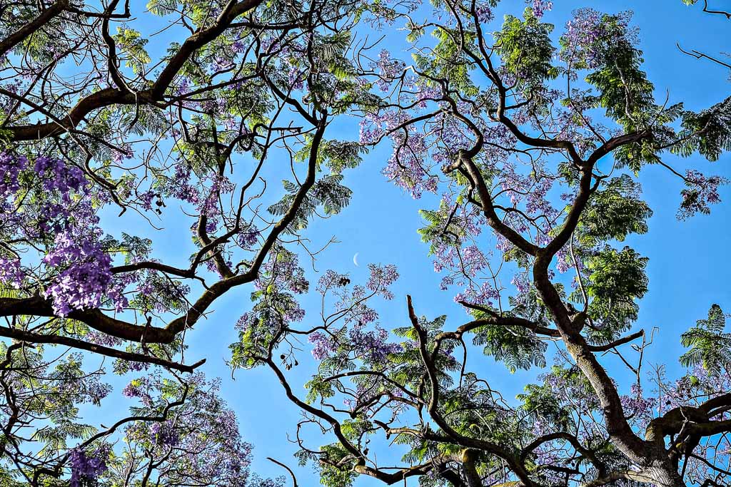 cagliari-alberi-in-fiore