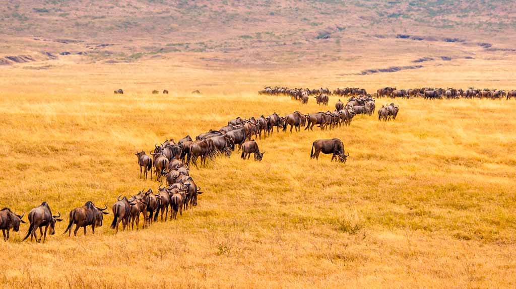 kenya-amboseli-national-park-gnu-grande-migrazione