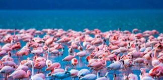 I Paesi più belli al mondo (parte 2) kenya-fenicotteri