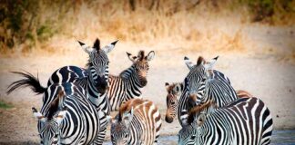 Visto per il Kenya: e-visa o eTA? kenya-zebra-parco-nazionale-amboseli