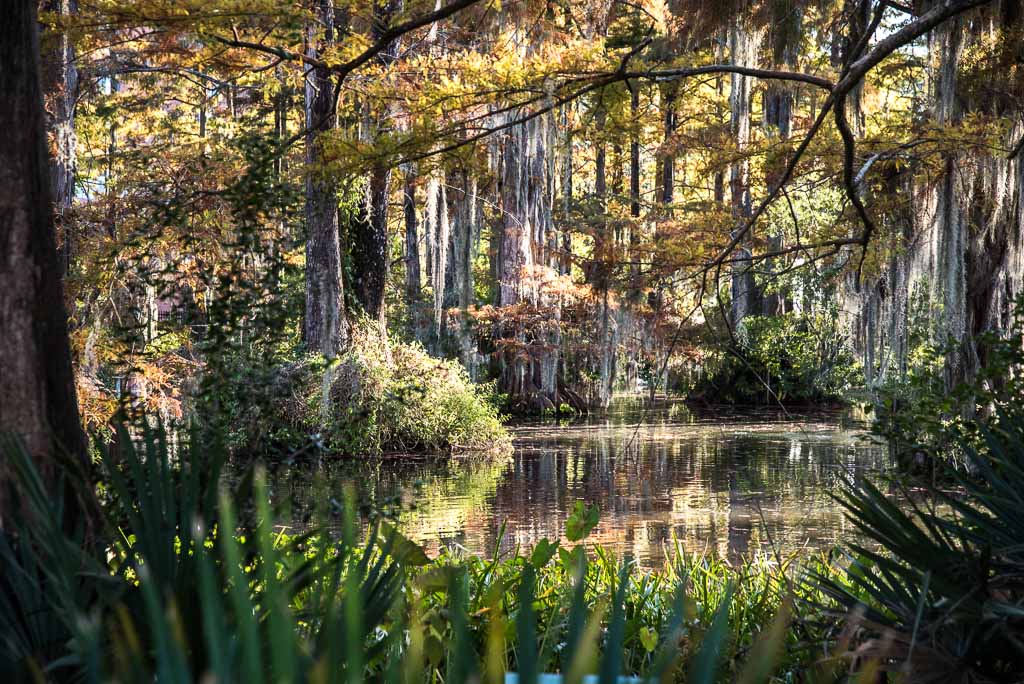 lafayette-louisiana-quercie-paludi