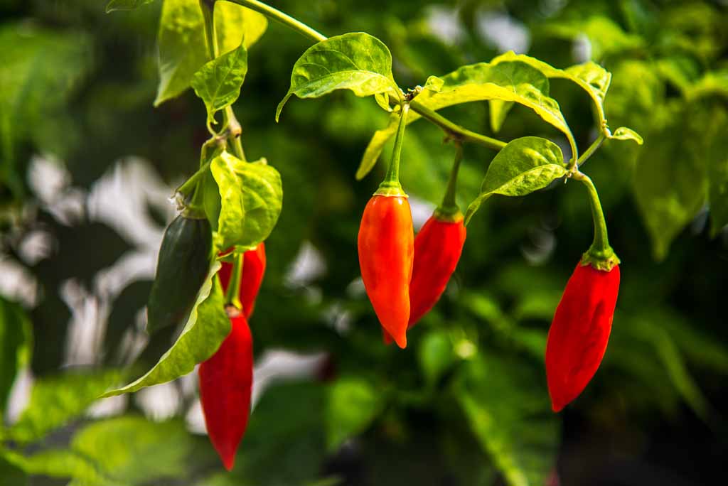 louisiana-avery-island-tabasco-peperoncino