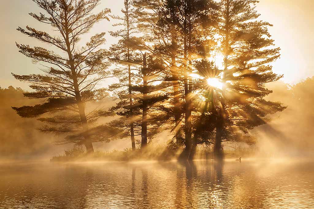 minnesota-lago-of-the-woods