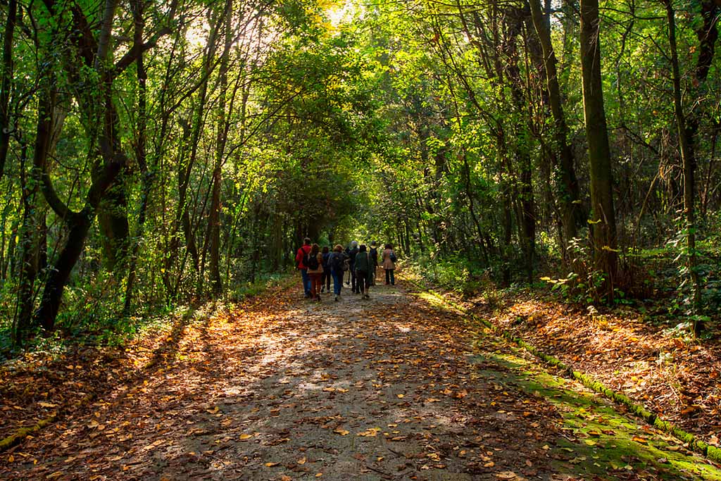 napoli-autunno-bosco-capodimonte
