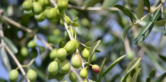 Sagra della Bruschetta, così Monteleone Sabino celebra il suo oro verde