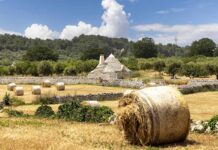 Puglia, dalla Murgia al Salento Puglia, un trullo nella campagna della Val d'Itria dopo il raccolto estivo