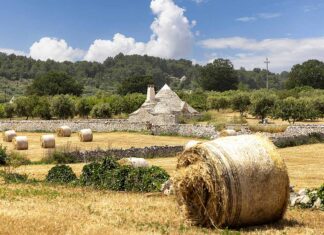 Puglia, dalla Murgia al Salento Puglia, un trullo nella campagna della Val d'Itria dopo il raccolto estivo