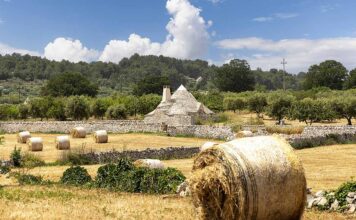 Puglia, dalla Murgia al Salento Puglia, un trullo nella campagna della Val d'Itria dopo il raccolto estivo