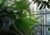L’ orto botanico di Roma roma-orto-botanico-serra-tropicale