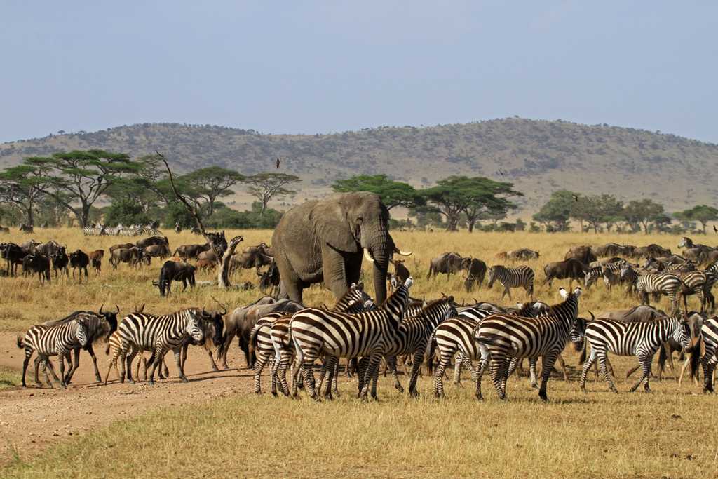 Serengeti-la-Grande Migrazione