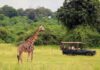 safari