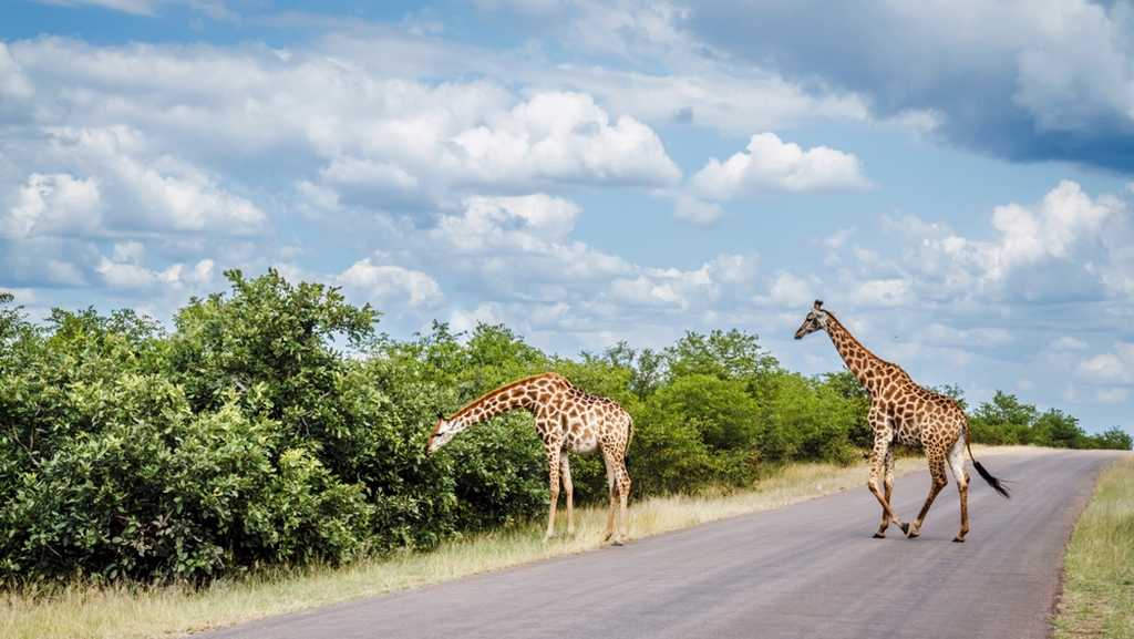 Giraffe -Kruger-National-Park