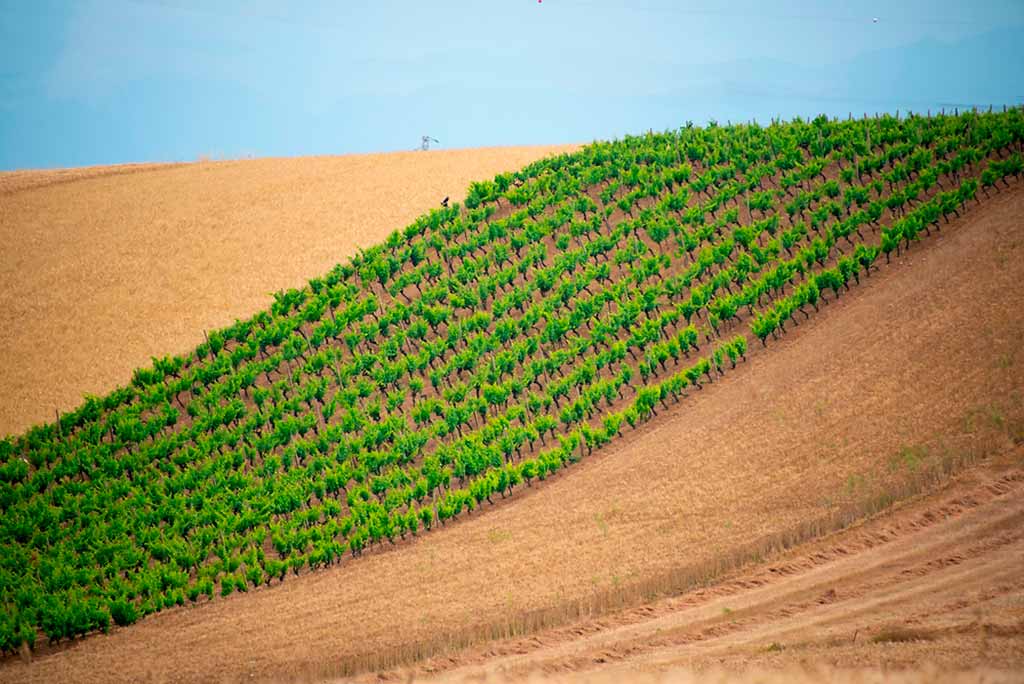 sardegna-vigneti-vermentino