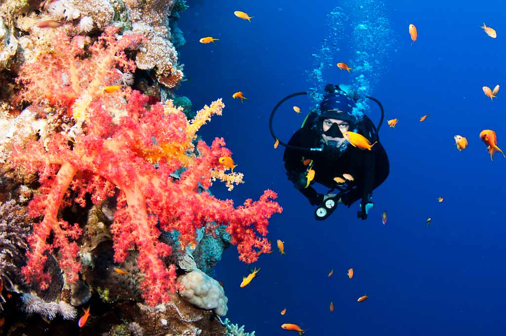 seychelles-diving-immersione-fondale-corallo