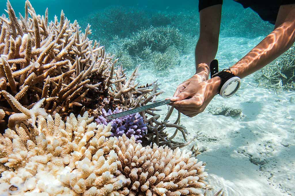 seychelles-ecosostenibili-coralli-ripopolamento