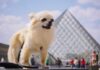Arte per cani: giro d’Italia a 4 zampe