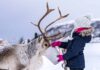 Norvegia, Lapponia la via della felicità si chiama Koselig norvegia-lapponia-renna