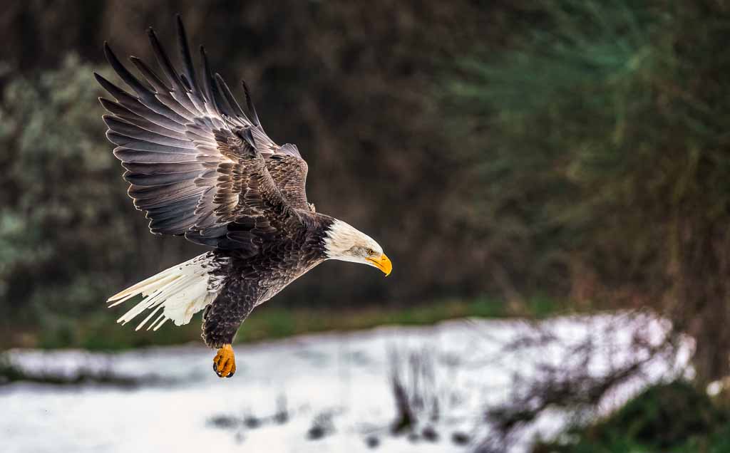 minnesota-aquila-calva-natura