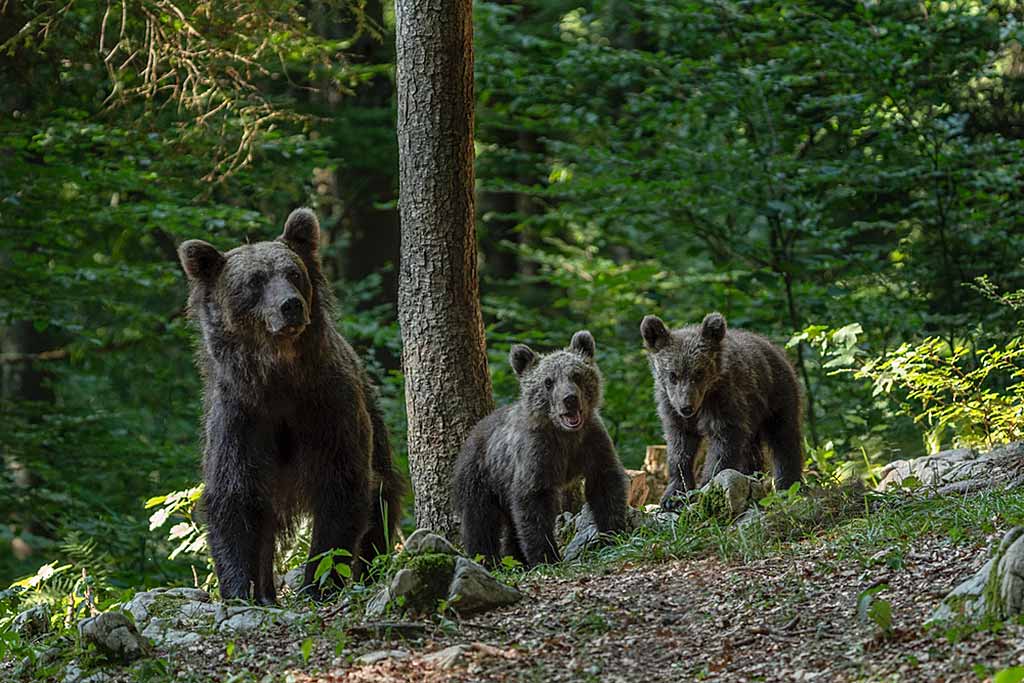slovenia-la-terra-degli-orsi