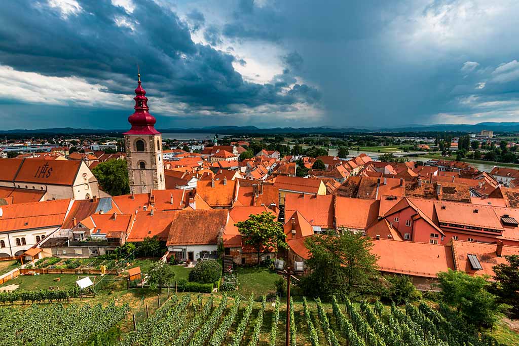 slovenia-ptuj-vino-vigneti