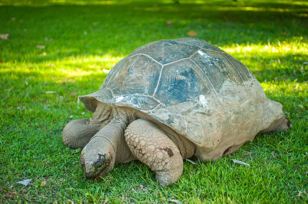 tartaruga-gigante-seychelles