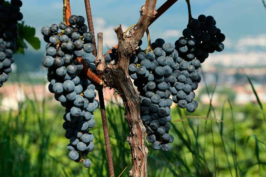Vigneti del Mendrisiotto, grappoli di uva Merlot Ticino Turismo