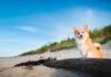 Toscana, itinerario pet-friendly lungo la Costa degli Etruschi toscana-costa-etruschi-pet-friendly