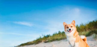 Toscana, itinerario pet-friendly lungo la Costa degli Etruschi toscana-costa-etruschi-pet-friendly