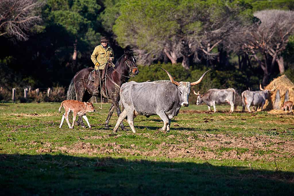 toscana-maremma-butteri-mandria
