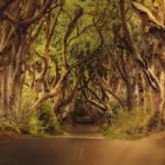 trees-3464777_1280
