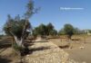 Salento: nove Comuni fanno un tesoro
