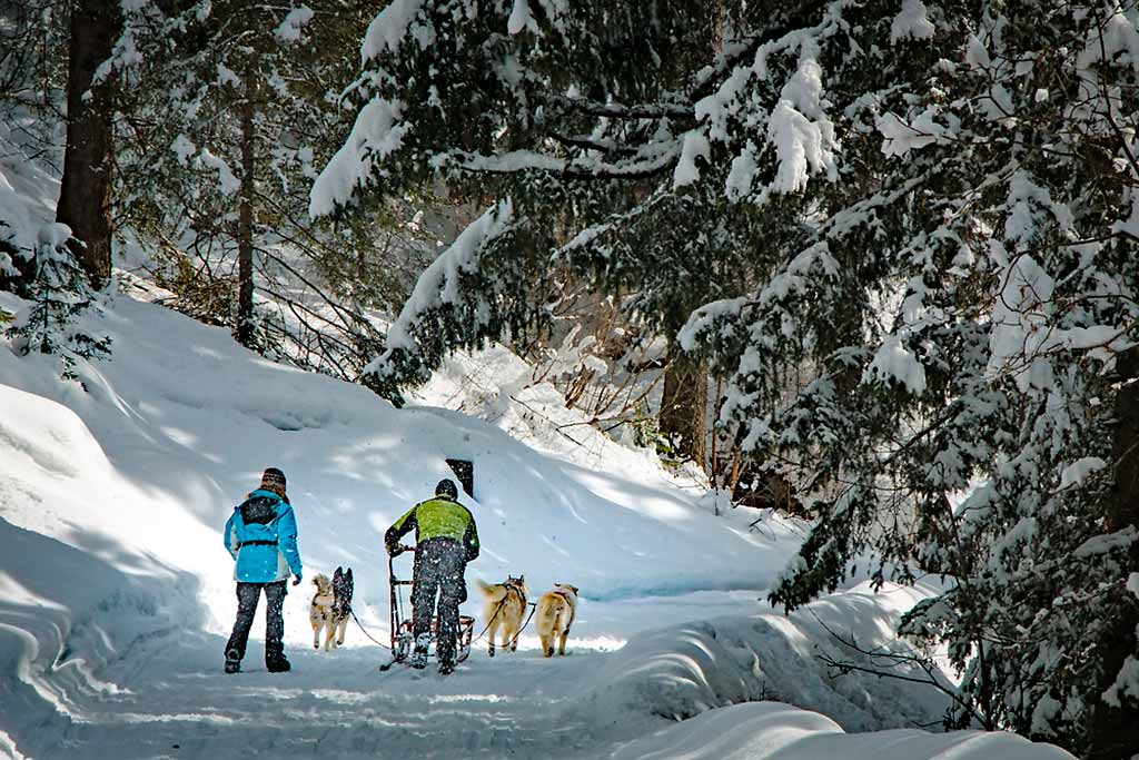 valtellina-sleddog-valmalenco