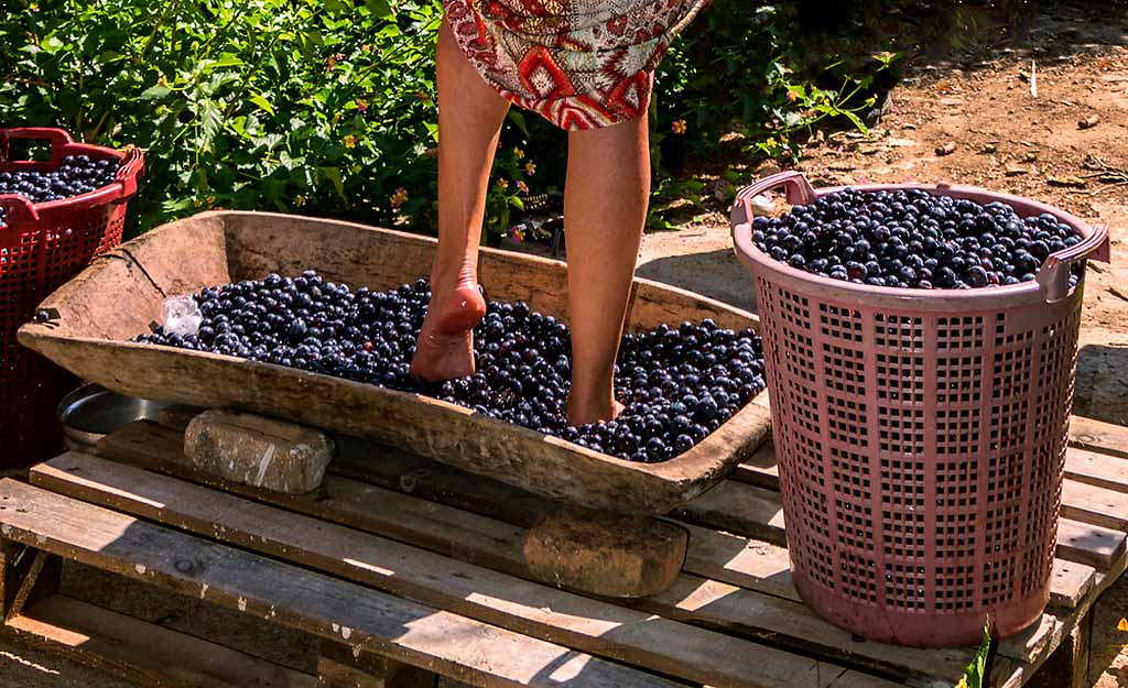 vendemmia-italia-mosto-vino