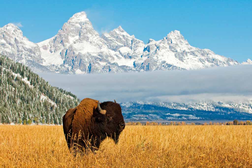 wyoming-bisonte-grand-teton