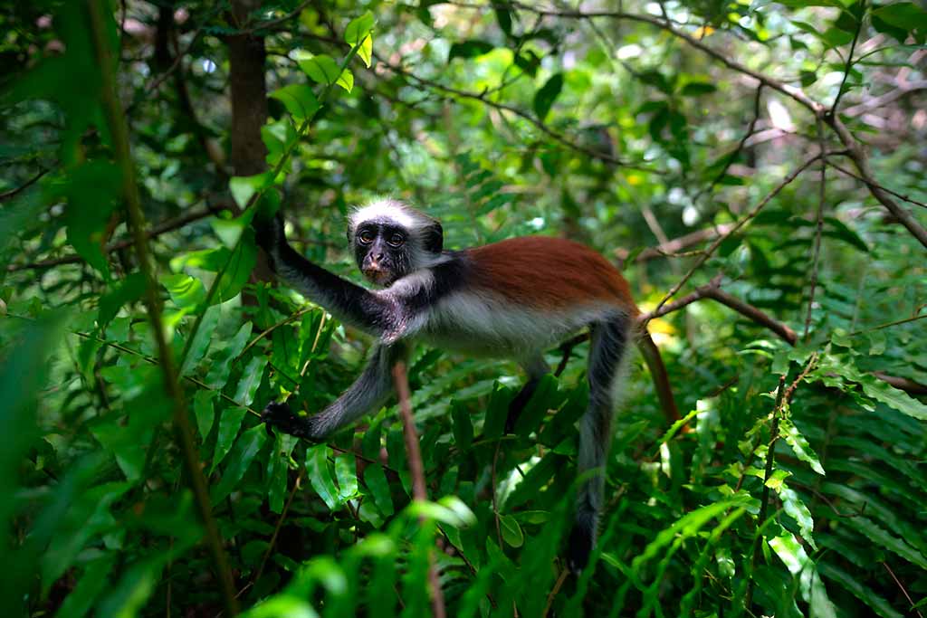 zanzibar-foresta-jozani-colobo-rosso
